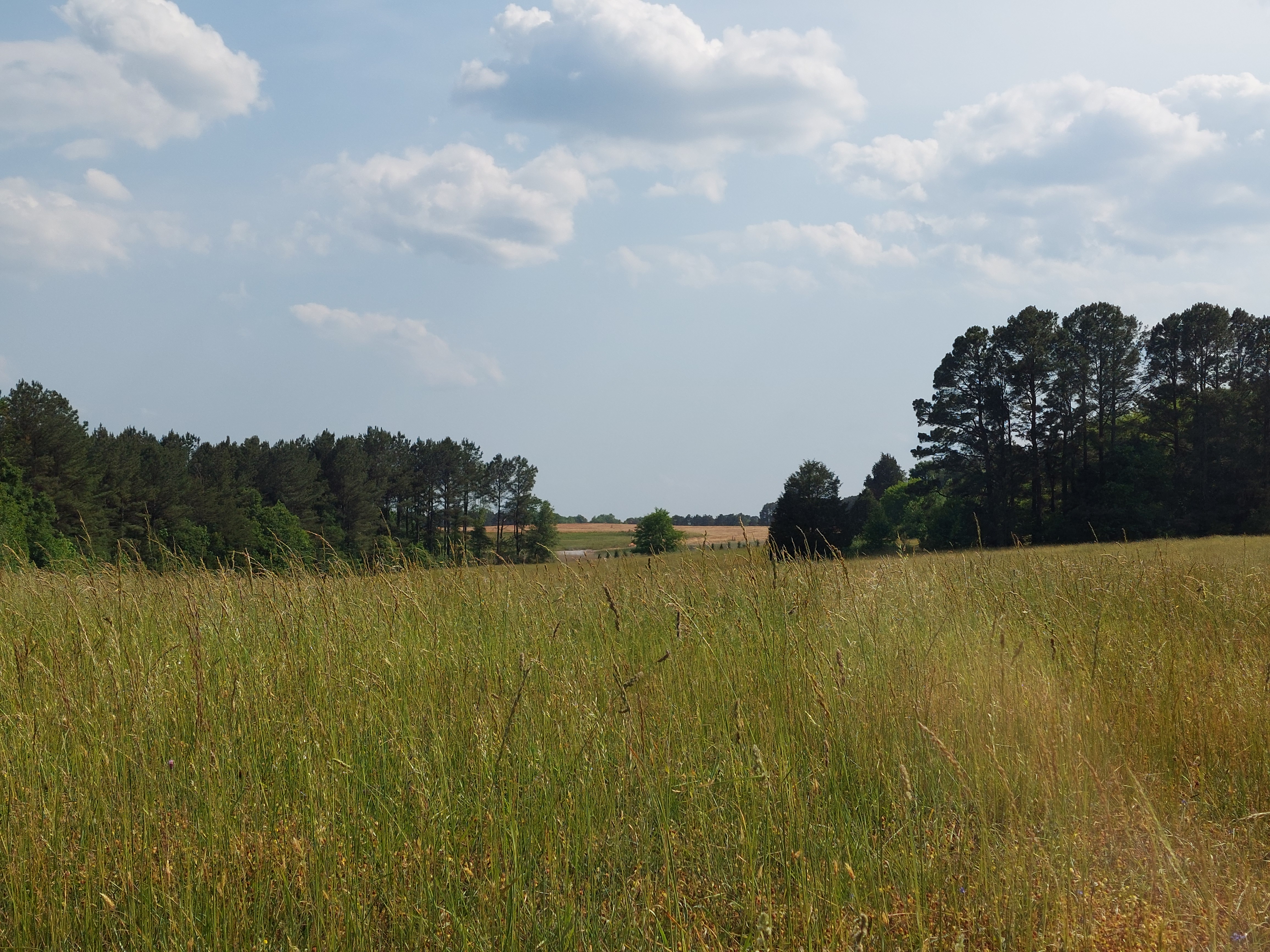 Landscape with a grassy field under a partly cloudy sky. Tall trees line the horizon on the left and right.